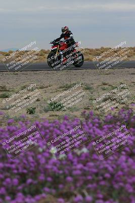 media/Jan-14-2023-SoCal Trackdays (Sat) [[497694156f]]/Turn 14 Exit Bloomig (145pm)/
